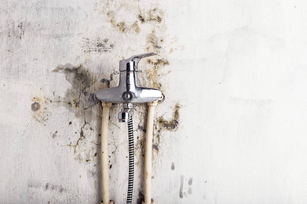 Best Mold Damage Repair  in Long Lake, MN