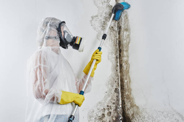 Certified Mold Removal in Long Lake, MN