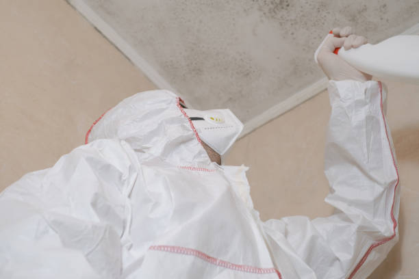 Best Attic Mold Removal  in Long Lake, MN