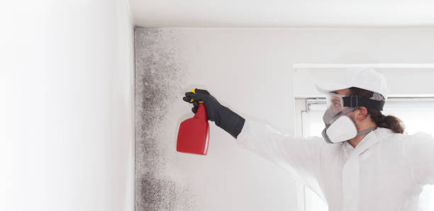 Best Toxic Mold Removal  in Long Lake, MN