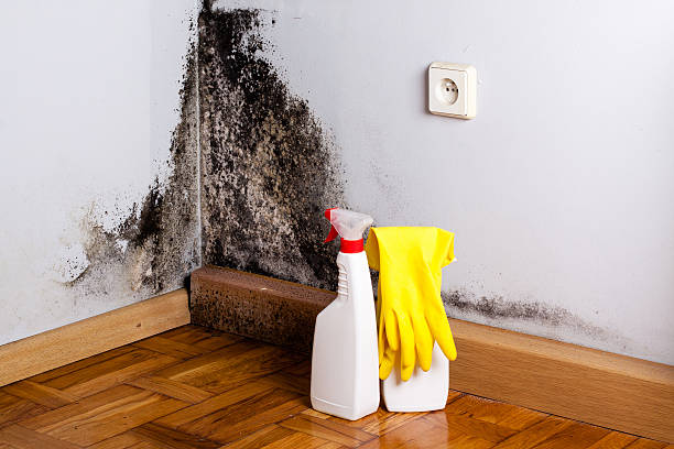 Best Professional Mold Removal  in Long Lake, MN