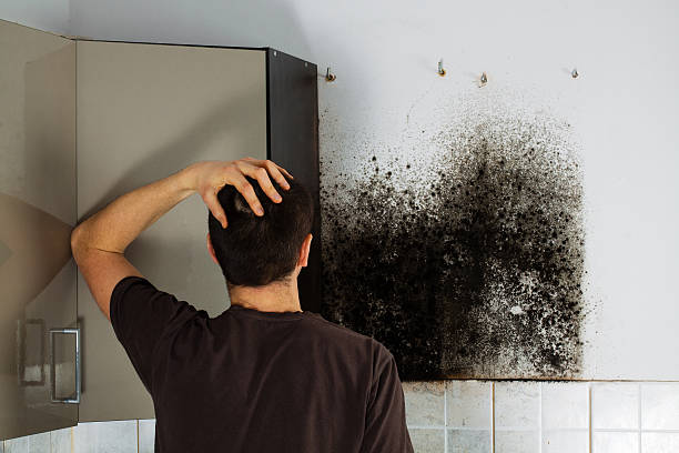 Best Certified Mold Removal  in Long Lake, MN